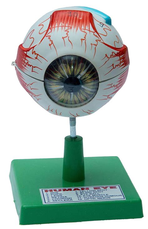Buy Eye - Working Model- Demonstration Project - Tinkering LAB Model ...