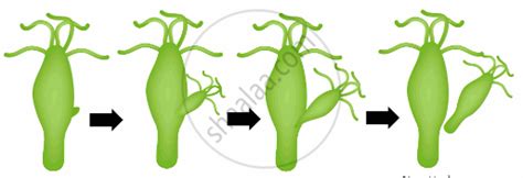 Image result for Budding Process