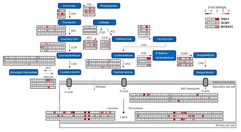 Distinct and Overlapping Functions of Miscanthus sinensis MYB ...