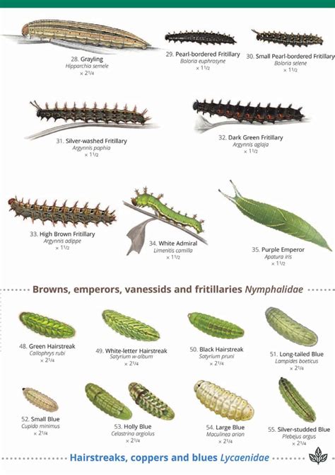 British Caterpillar Identification Guide | FSC Caterpillar Field Guide