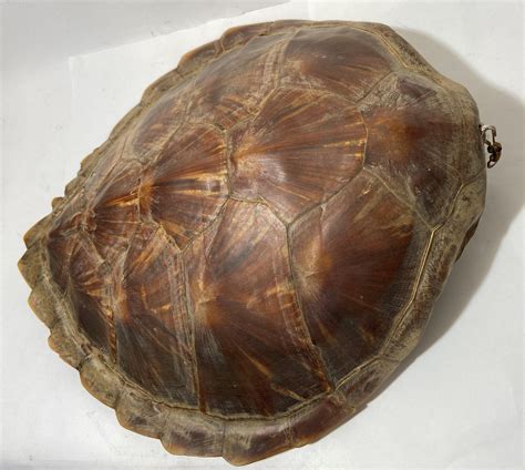 Image result for Sea Turtle Shell