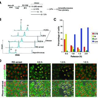 Image result for Cell Cycle Synchronization