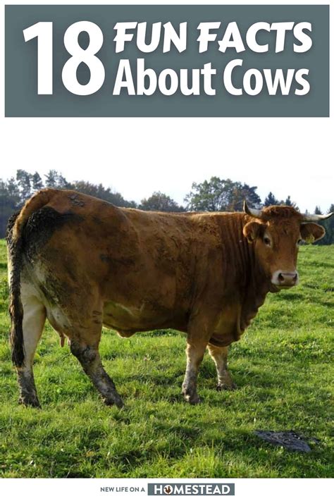 18 Fun and Interesting Facts about Cows
