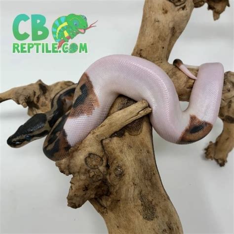 Image result for Ball Python for Sale