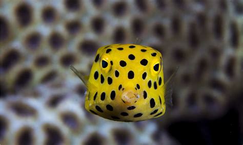 Image result for Boxfish Facts