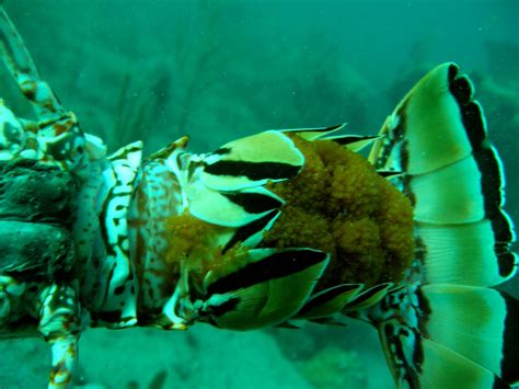 Bildergebnis für crab+and+lobster+pregnant