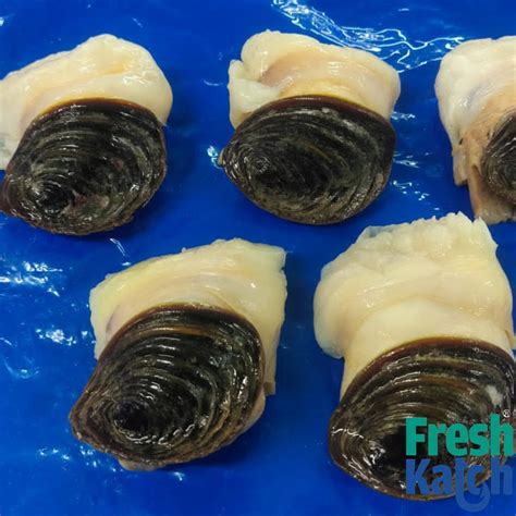 Conch Meat | Sangu Sathai / Kari – FreshKatch