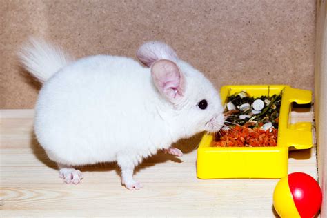 Chinchilla Care Guide
