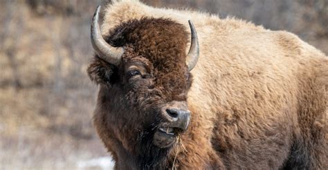 Brilliant facts about the American bison