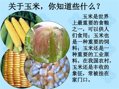 蓝色简洁背景玉米种子促销宣传种子海报图片下载 - 觅知网