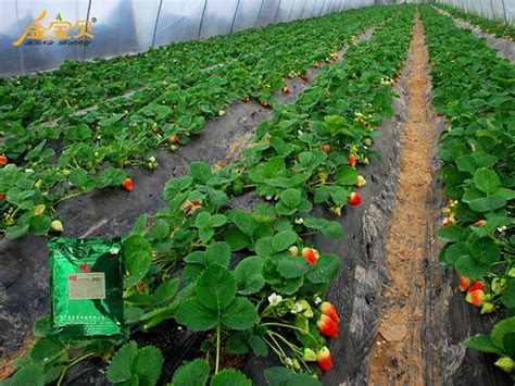 冬季温室大棚种植草莓定殖增温方法