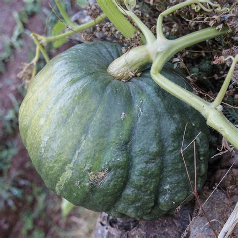 Heirloom Dulce de Horno Maxima squash Organic Seeds