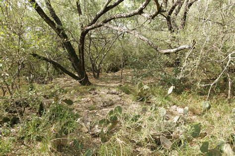 Free picture: wild, desert, plants, habitat