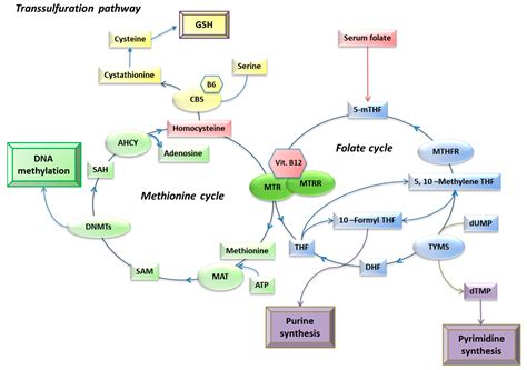 Associations between Circulating Biomarkers of One-Carbon Metabolism ...