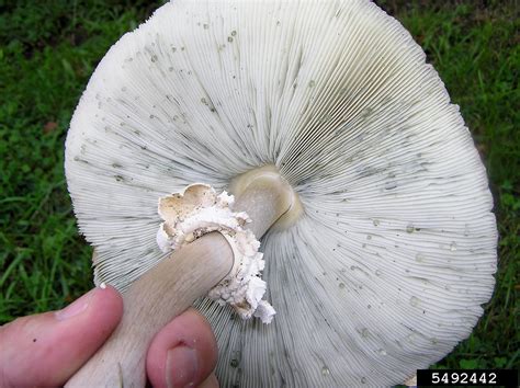 Chlorophyllum Molybdites