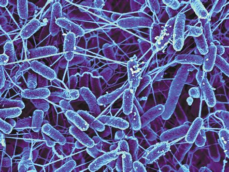 Image result for Alien Organisms