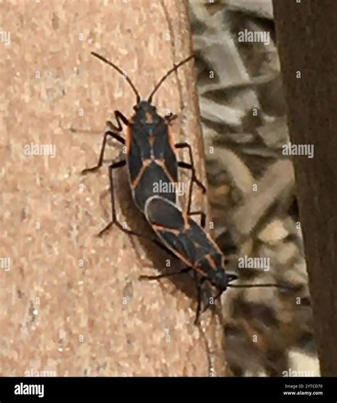 Eastern Boxelder Bug (Boisea trivittata Stock Photo - Alamy
