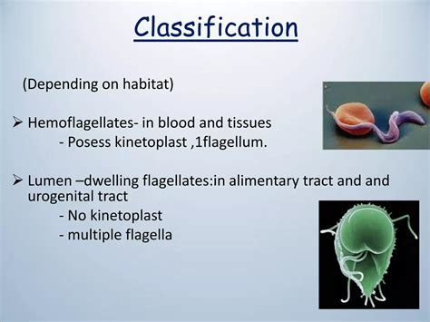 Classification Of Giardia Lamblia: A Complete Guide