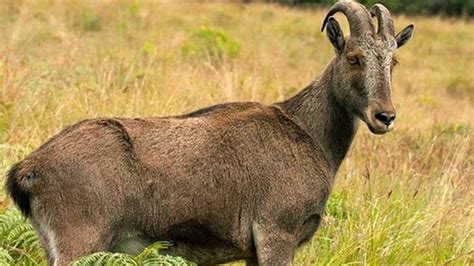 Rare And Exotic Animals Found Only In India