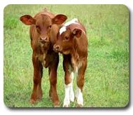 TNAU Agritech Portal :: Indigenous Farming