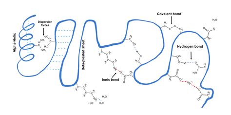 Primary Secondary Tertiary Quaternary Structure Of Protein Example