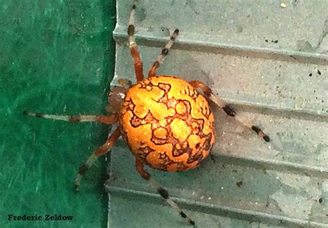 Garden Orb Weaver Spider Poisonous | Fasci Garden