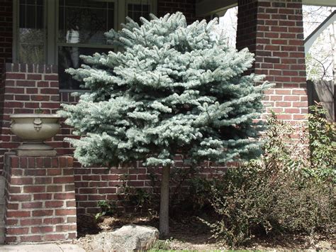 Spruce, Colorado Globe (Dwarf) - TheTreeFarm.com
