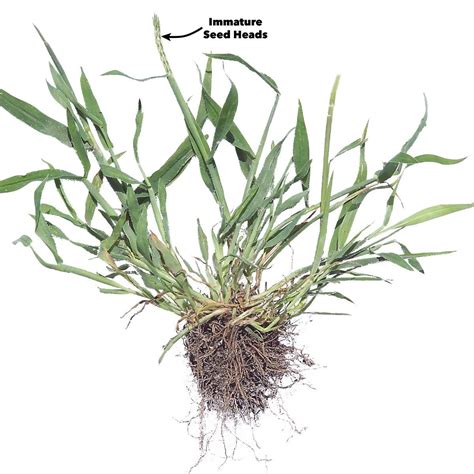 How to Get Rid of Crabgrass: A Step-by-Step Guide | Reader's Digest