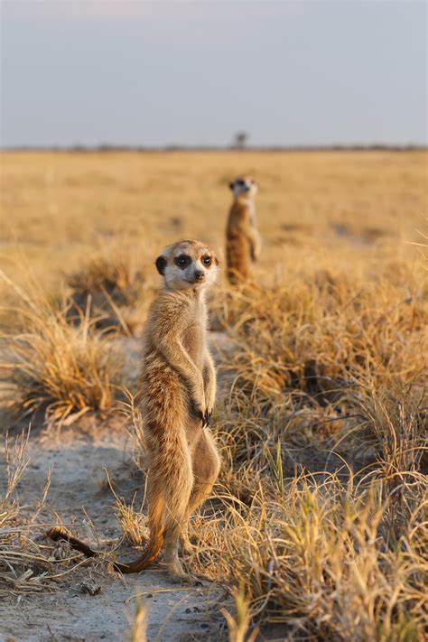 Meerkats Look For Predators - Wildlife Photography Prints & License