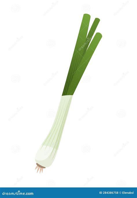 Fresh Green Onion or Scallion Isolated Stock Vector - Illustration of ...