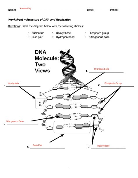 Image result for DNA Simulation Worksheet