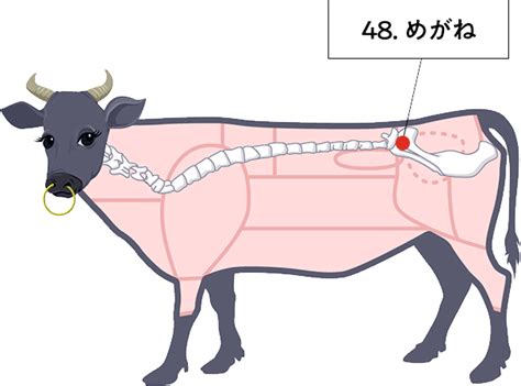 牛肉の部位「めがね」の肉言葉 | 熟成肉の格之進