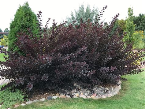 Summer Wine Ninebark For Landscaping | Blog | Arbor Valley Nursery