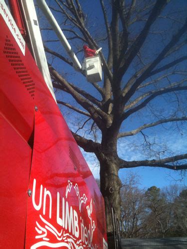 Image result for Tree Trimming Delaware