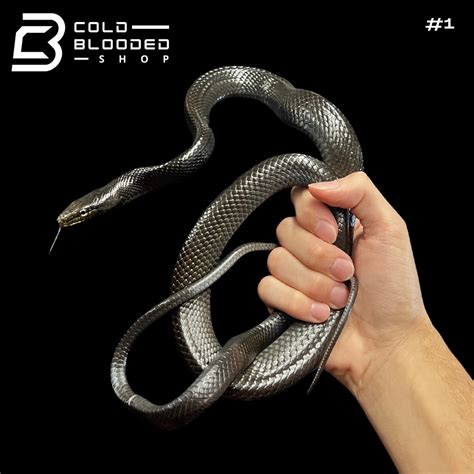 Are Snakes Cold Blooded Animals - Cloud Console
