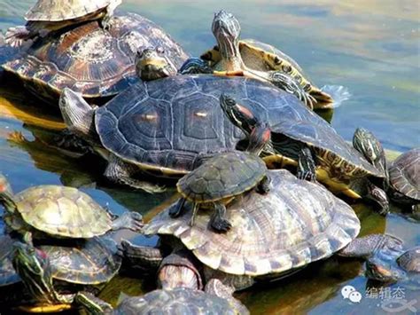 你知道你放生的龟有多凶残吗？----中国科学院成都生物研究所