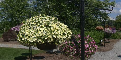 In the Garden: Calibrachoa spring preview