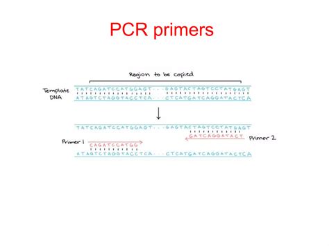 PCR Lecture 的图像结果