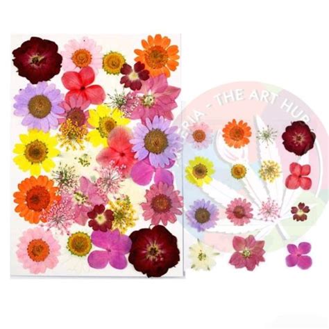 Arteria. Pressed Flowers- 1050