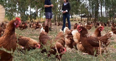 Image result for Protein Sequencing Methods