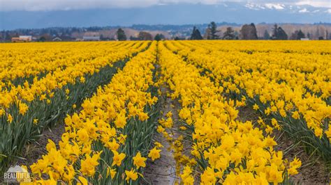 When Do Daffodils Bloom In Skagit Valley at Frank Keith blog