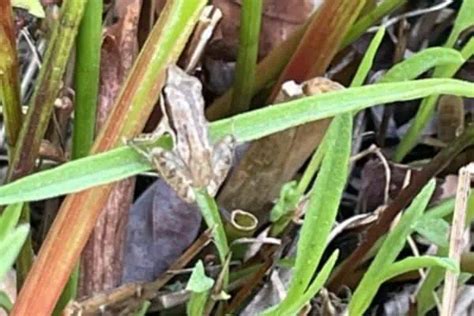 Florida Tree Frogs 的图像结果