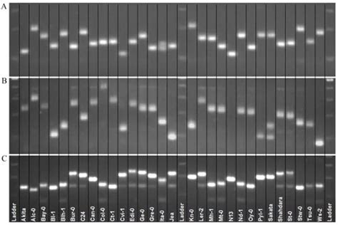 Assessment of plant genetic variations using molecular markers: A review