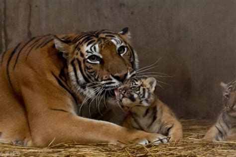 动物园新出生的四胞胎小老虎满月啦！萌照在此_大申网_腾讯网