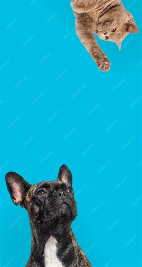 Cute cat and dog looking the center of a vertical web banner with empty ...