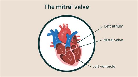Mitral Valve Function