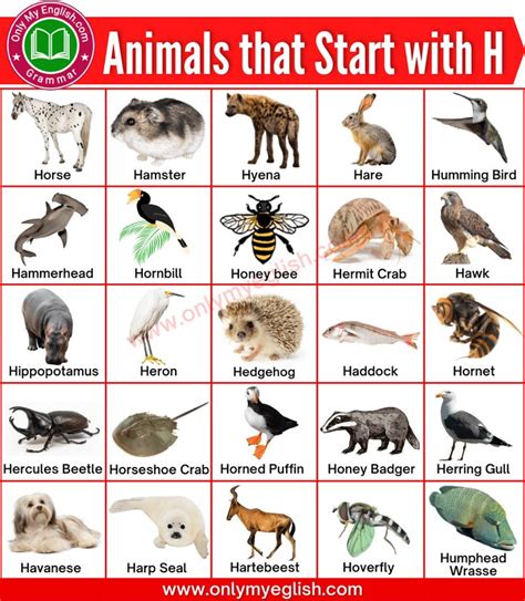 Animals that Start with H | Alphabetical List of Animals