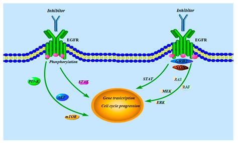 Synthesis, Characterization, and Biological Activity of a Novel Series ...