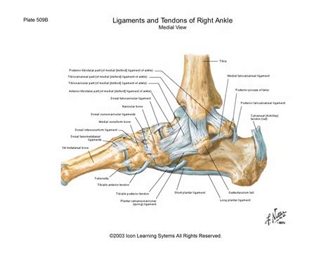 Medial Ankle Ligaments And Tendons