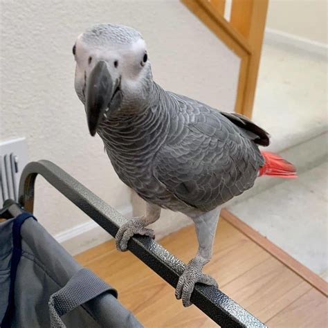 African Grey Parrot, Hand Reared African Greys Available, Birds, for ...